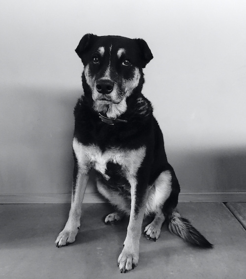 Char Char, Intern Barkitect