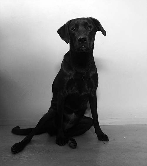 Ashe, Director of Pawsitivity